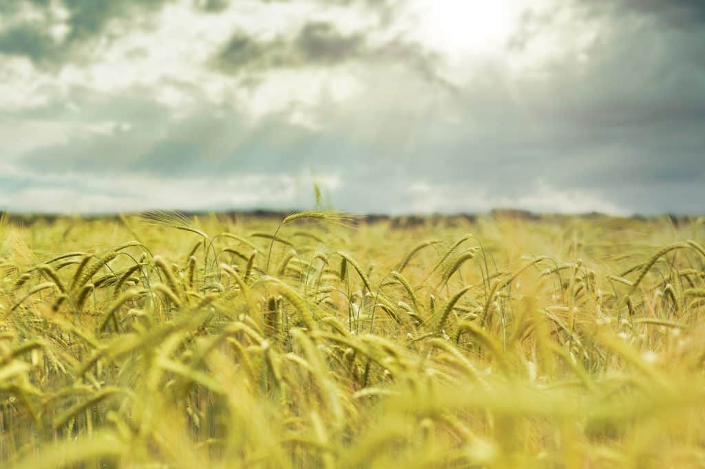 From Field To Plate The Barley Harvest French and Jupps EDME