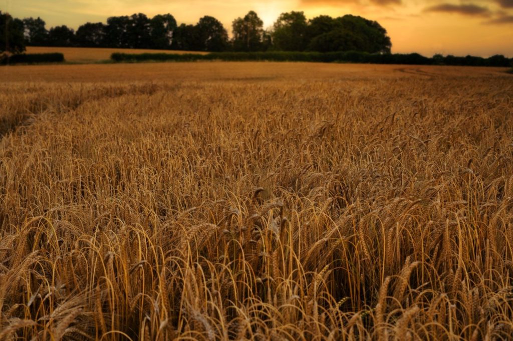 Hertfordshire Barley Crop French & Jupps Maltings