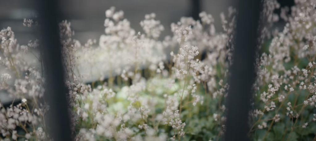 Fuller's London Pride Saxifraga × Urbium